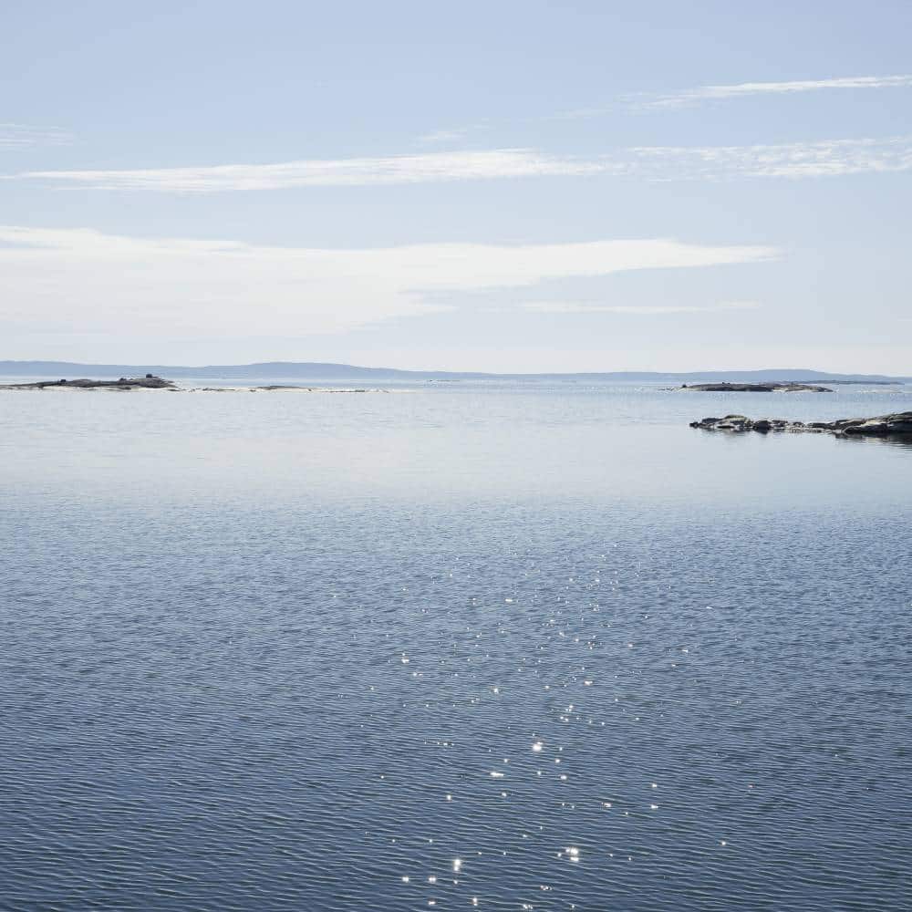 SANDMUSSLA S örhängen på krok - Guldviva Jewellery