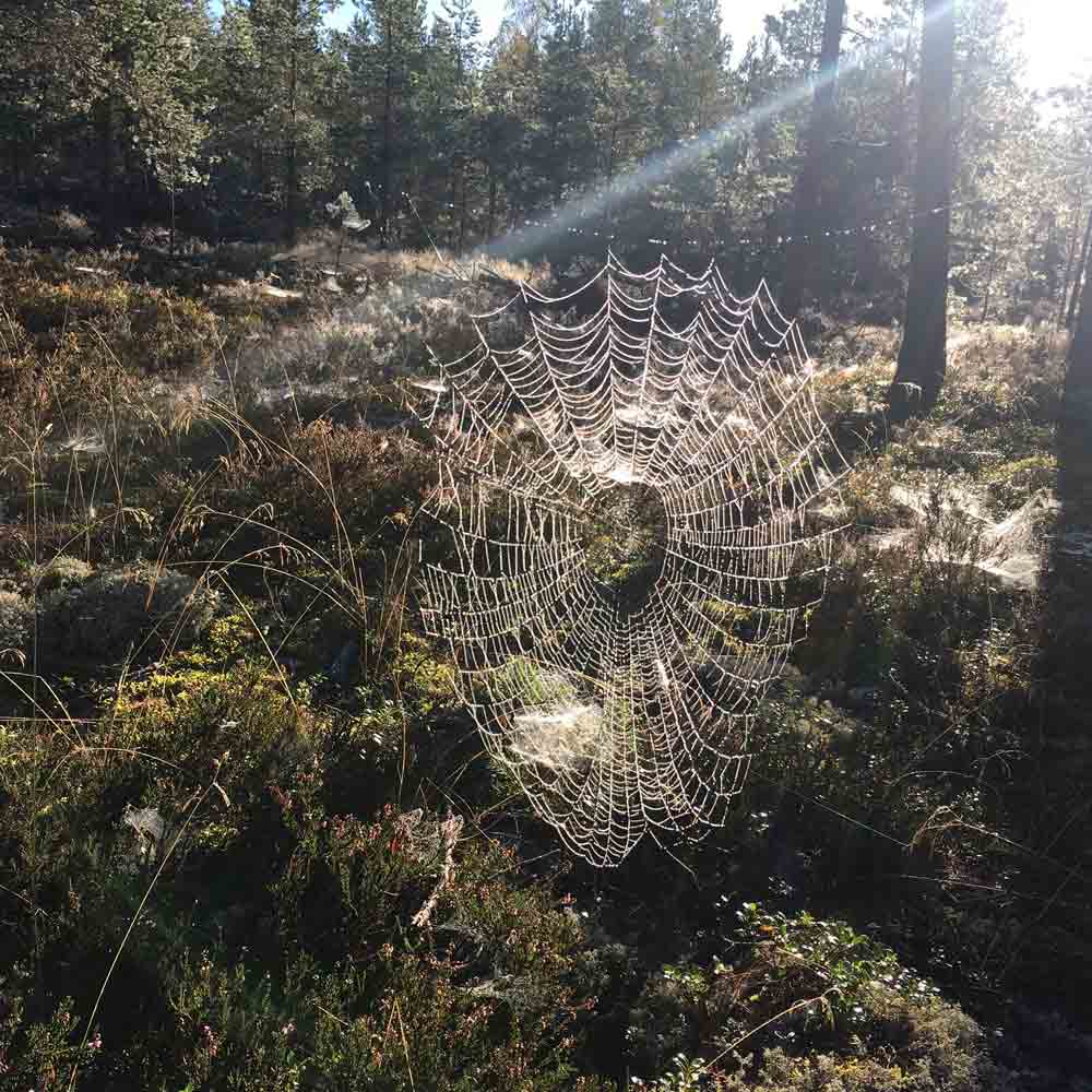 SPINDEL örhängen på krok - Guldviva Jewellery